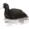 Coot