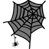 Spider web insect