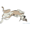 galgoneus design 5