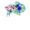 Siamese fighting fish