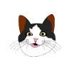 Chat tête de chat