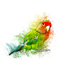 Little parrot