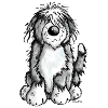 Cute Bearded Collie