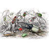 Beetle collection