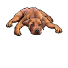 Rhodesian Ridgeback