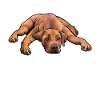 Rhodesian Ridgeback