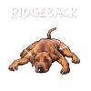 Rhodesian Ridgeback