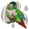 Cute green cheek conure