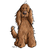 Cocker spaniel anglais
