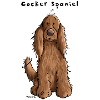 Der Cocker Spaniel