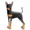 Duitse Pinscher I dwergpinscher hond cadeau