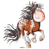 Happy Appaloosa