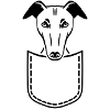 Whippet