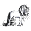 Cute Andalusian Horse