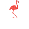 Heartbeat Flamingo ECG flamingos