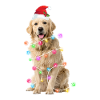 Golden Retriever Christmas lights