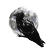 Corbeau lune