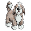 The Bearded Collie