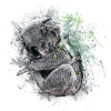 Koala bear
