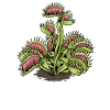 Carnivorous Plant Venus Flytrap