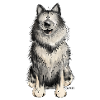 Glücklicher Wolfsspitz I Comic Hund Geschenk