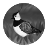 jz.birds lapwing bird design illustration