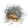 hérisson