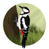 jz.birds woodpecker bird design illustration