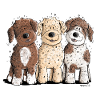 Lagotto Romagnolo Trio I Wasserhund Comic Hund