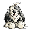 Mignon Bobtail Chien