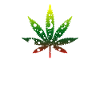 THC cannabis Medical marijuana