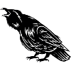 Crow bird crow
