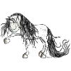 Andalusian Horse
