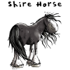 Sweet Shire Horse