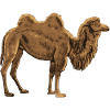 camel