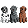 Three Newfoundland Dogs