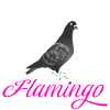 Brieftaube Flamingo, Ruhrpottflamingo