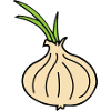 Oignon/Onion