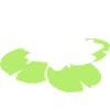water lily