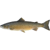 Salmon 2