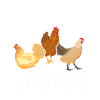 Chicken chickens