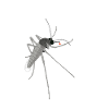 Detailed mosquito illustration
