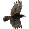 Flying crow