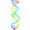farverig deoxyribonukleinsyre DNA molekyle model