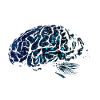 Brain