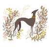 Greyhound in autumn