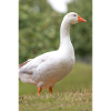 White Goose (domestic goose)