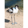 Avocet (Avocet, Recurvirostra avosetta)