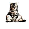 Cats, sitting cat, cat