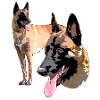 the 2 malinois
